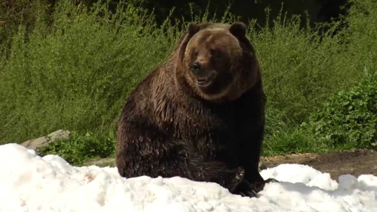 Grizzly Bear Brothers Battle for the Snow Pile at Woodland Park Zoo Seattle