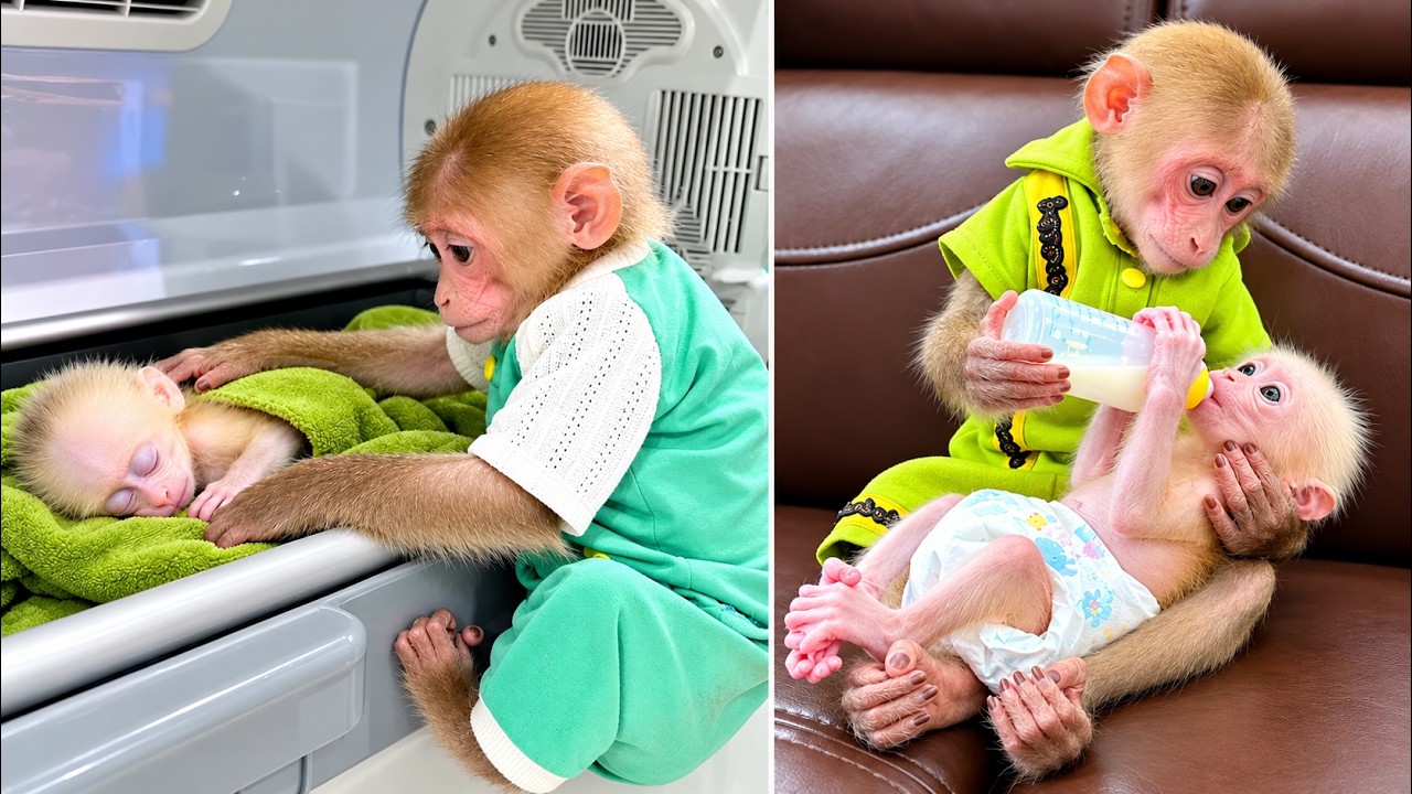 Bibi gives full of love and special attention to the baby monkey after 20 days of meeting!