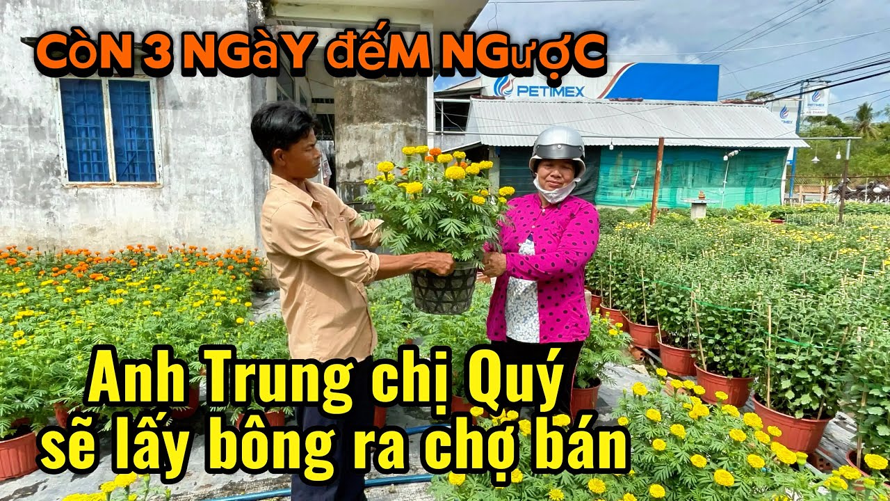 Anh Trung chị Quý còn 3 ngày nữa sẽ lấy bông ra chợ bán cả nhà ủng hộ nhé