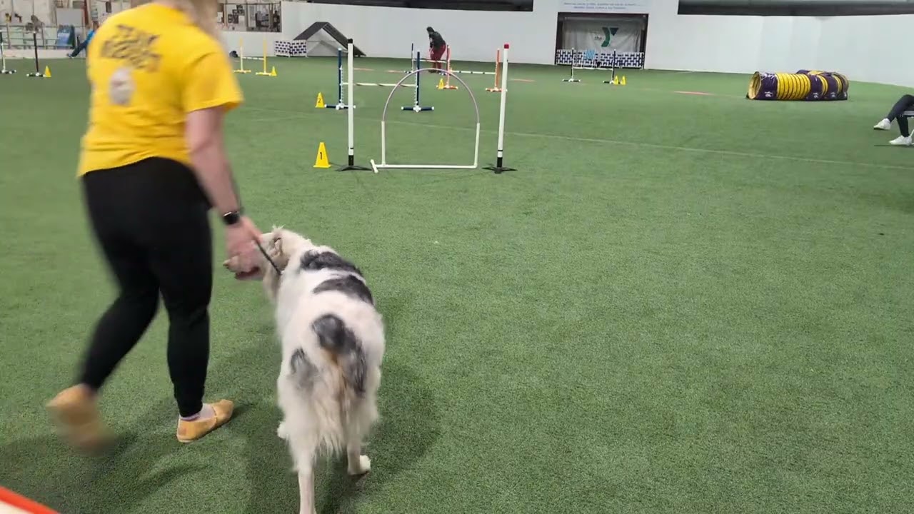2026.02.21. Nugget Intro Chances  RUFF Agility KY