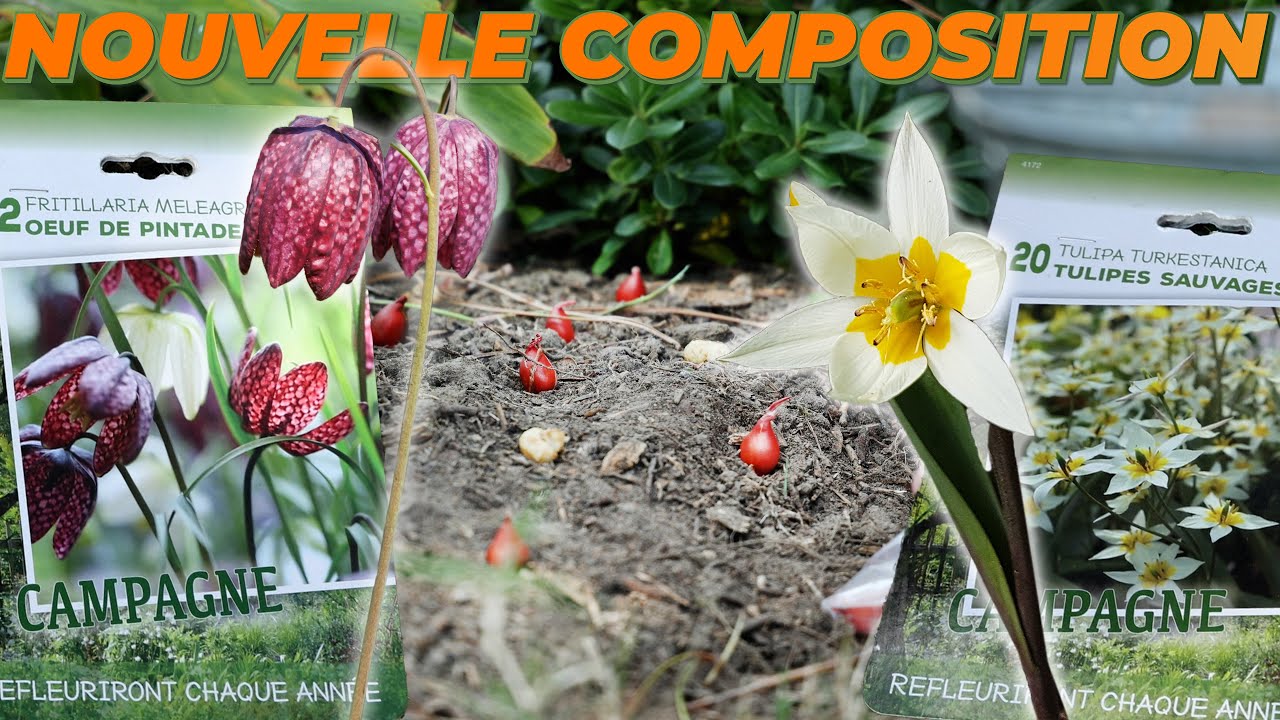 UNE IDÉE D'ASSOCIATION pour votre massif - Que Faire Dans Mon Jardin ? Semaine 41