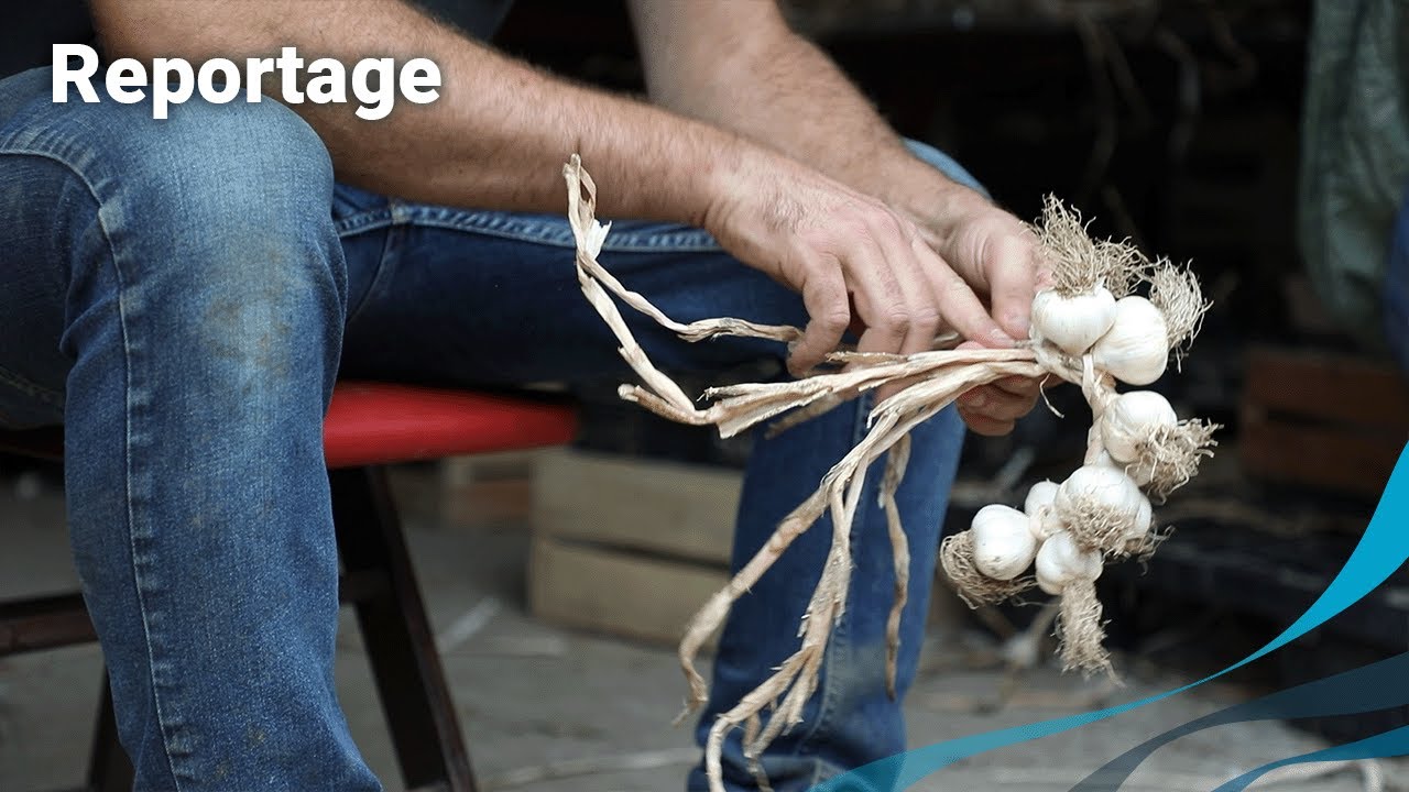 Les secrets de fabrication de l'ail fumé d'Arleux