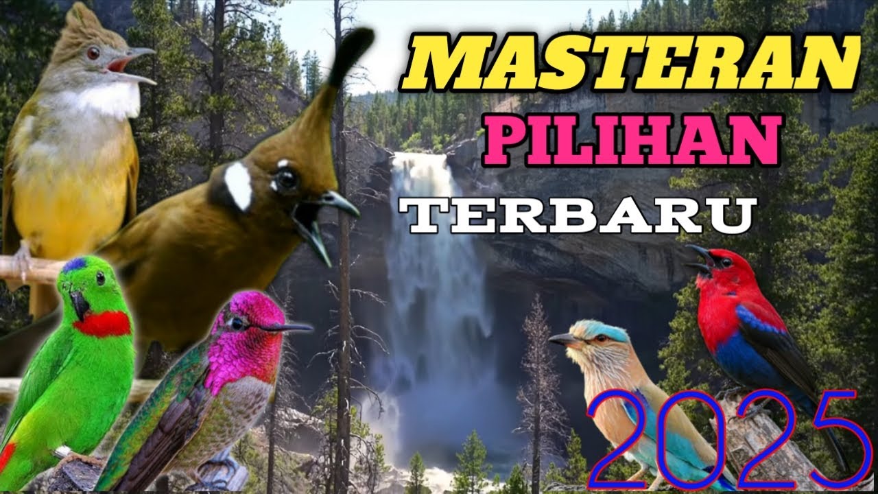 🔴MASTERAN BURUNG MURAI BATU PALING DI CARI || GAMPANG MASUK TERBARU 2025