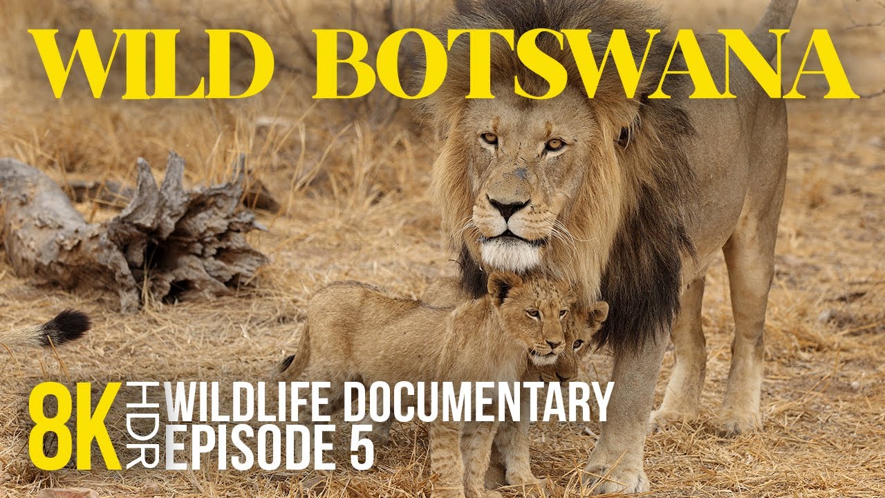 8K HDR Wild Botswana - Bakari's Pride | Narrated Animal Documentary about South Africa - Part 5