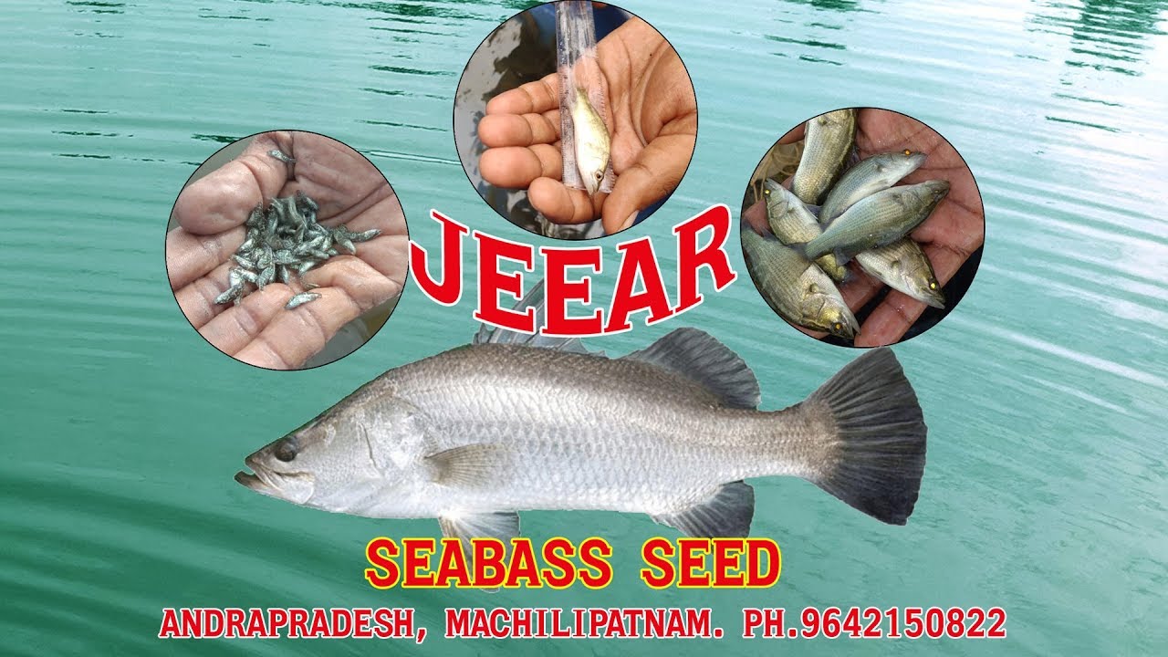 SEABASS SEED MACHILIPATNAM ANDHRA PRADESH