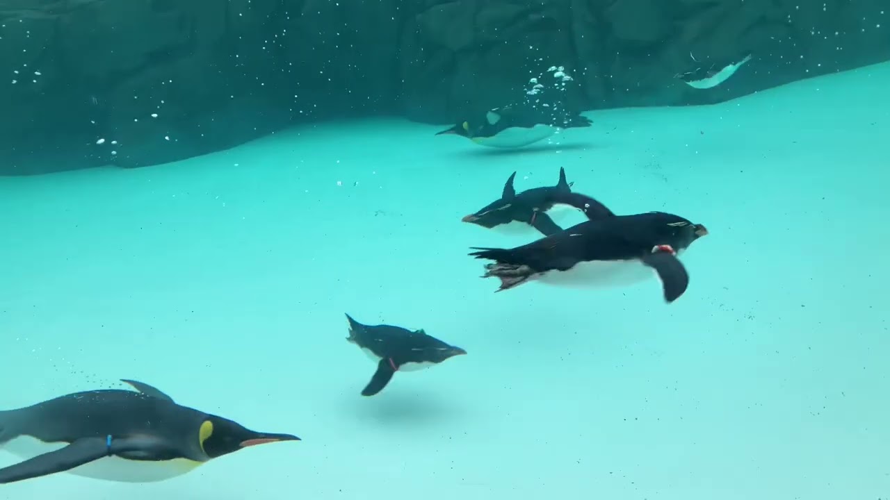 泳ぐペンギンたち