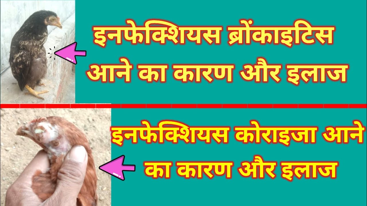 इनफेक्शियस ब्रोंकाइटिस एवम् इनफेक्शियस कोराइजा का इलाज।।Infectious Bronchitis Disease Treatment।।
