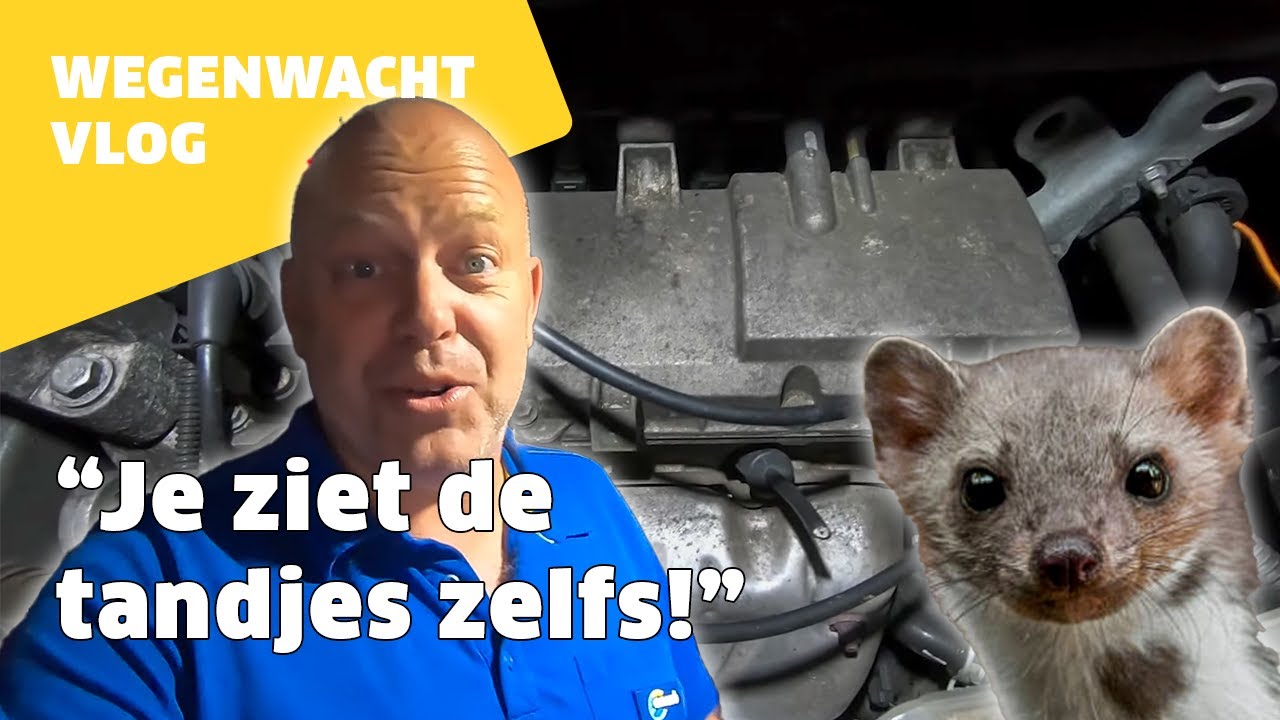 ROBERT repareert kapotte kabel door een STEENMARTER!
