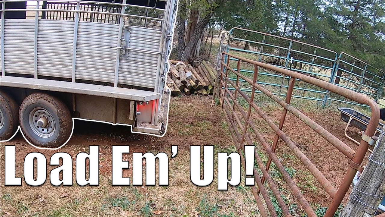 Selling the Stocker Cattle