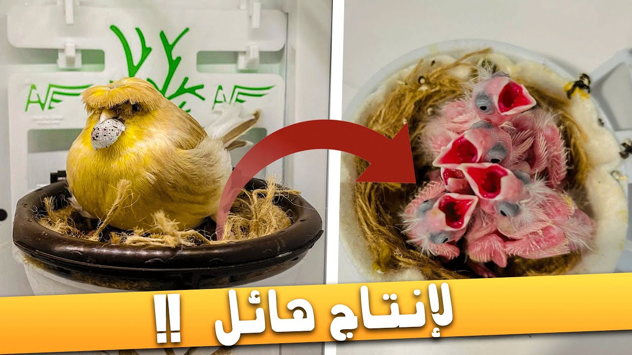 سر التعامل مع إناث الكناري لإنتاج فوق الخيال