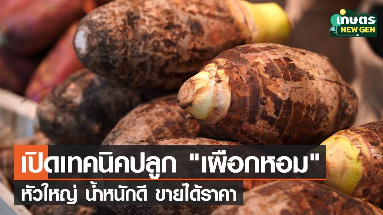 เปิดเทคนิคปลูกเผือกหอมอย่างไร หัวใหญ่น้ำหนักดีขายได้ราคา | เกษตรนิวเจน