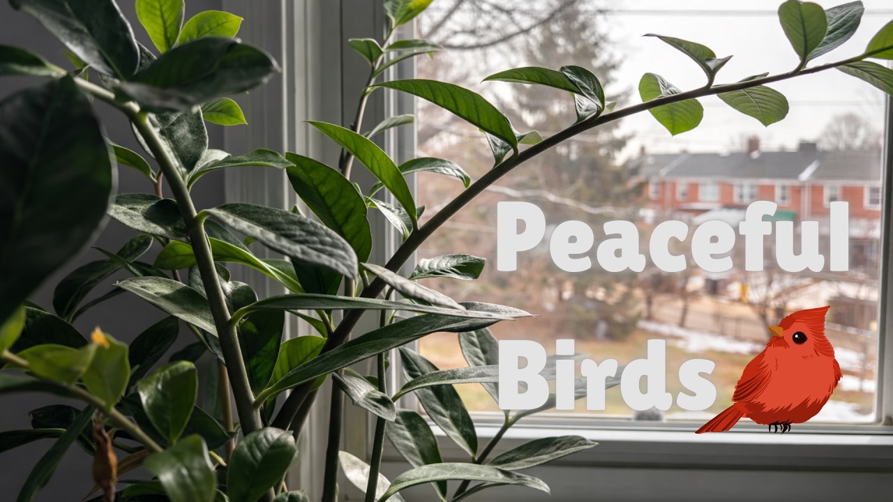 LIVE Relaxing Bird Ambience | Natural Focus Session Live