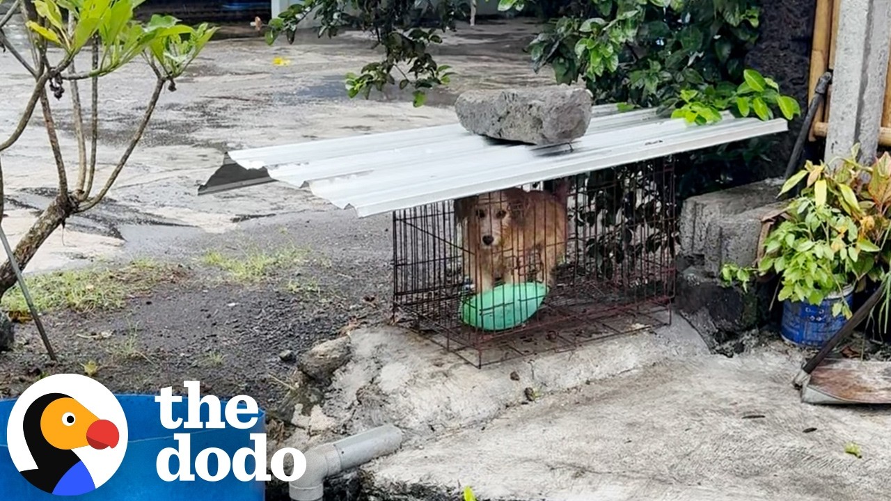 Locked Away for Not Being “Cute” — This Dog Is Glowing And Pampered Now | The Dodo