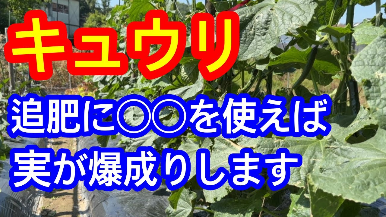 【キュウリ】効果抜群、現実的に一株から100本以上の収穫を狙うなら追肥にこの肥料をあげて下さい。収穫が始まれば、元肥はどんどん減っていっているんです。