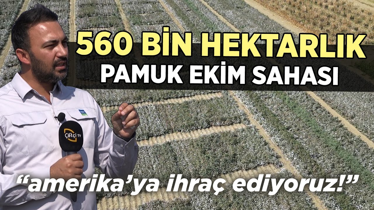 560 Bin Hektarlık Pamuk Ekim Sahası / “Amerika’ya İhraç Ediyoruz!” - Tarım Aktüel