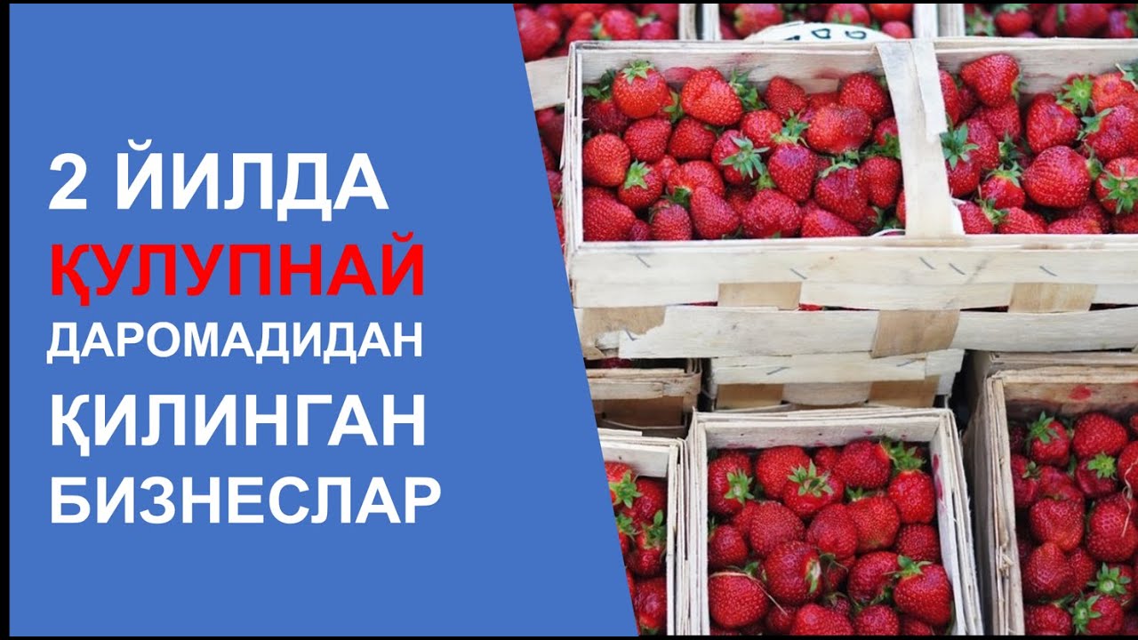 Қулупнай даромадидан бошланган бизнеслар #agro #alba #seolhyun #King's Berry #qulupnay #кулупника