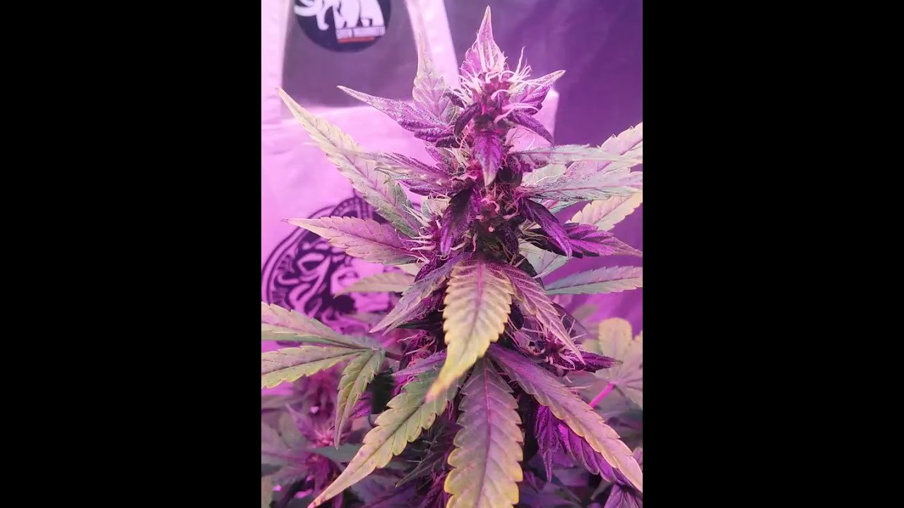 Day 50 from seed  (Purple Kush Auto)