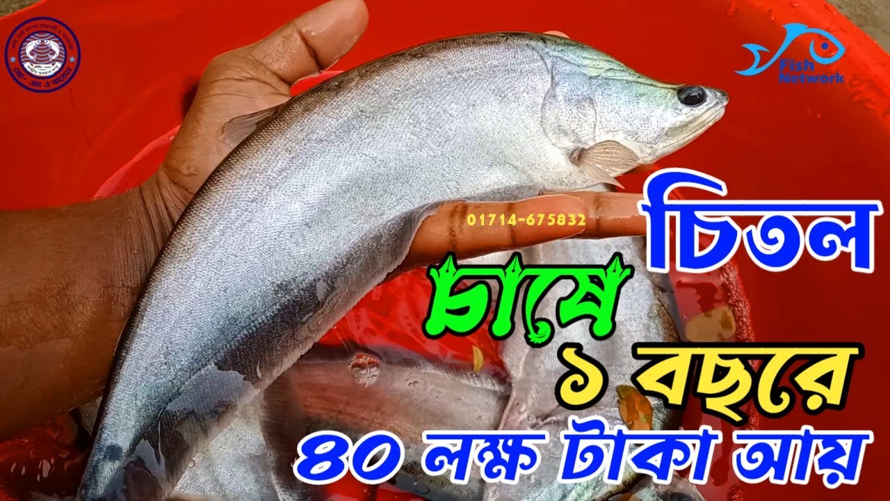 চিতল মাছ চাষ করে ১ বছরে ৪০ লক্ষ টাকা আয় সম্ভব | চিতল মাছ চাষ পদ্ধতি | Chital mach cas