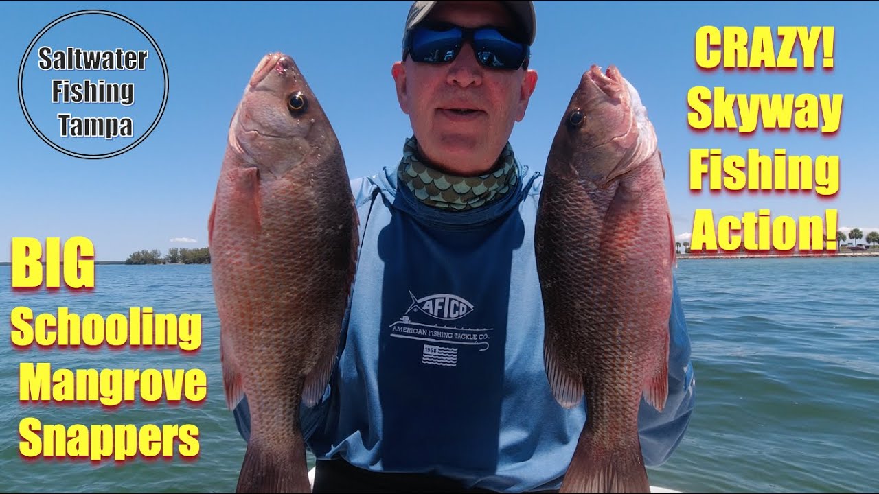 BIG & CRAZY Mangrove Snappers! Easy Catches! Schooling under the Skyway Bridge in Tampa Bay.