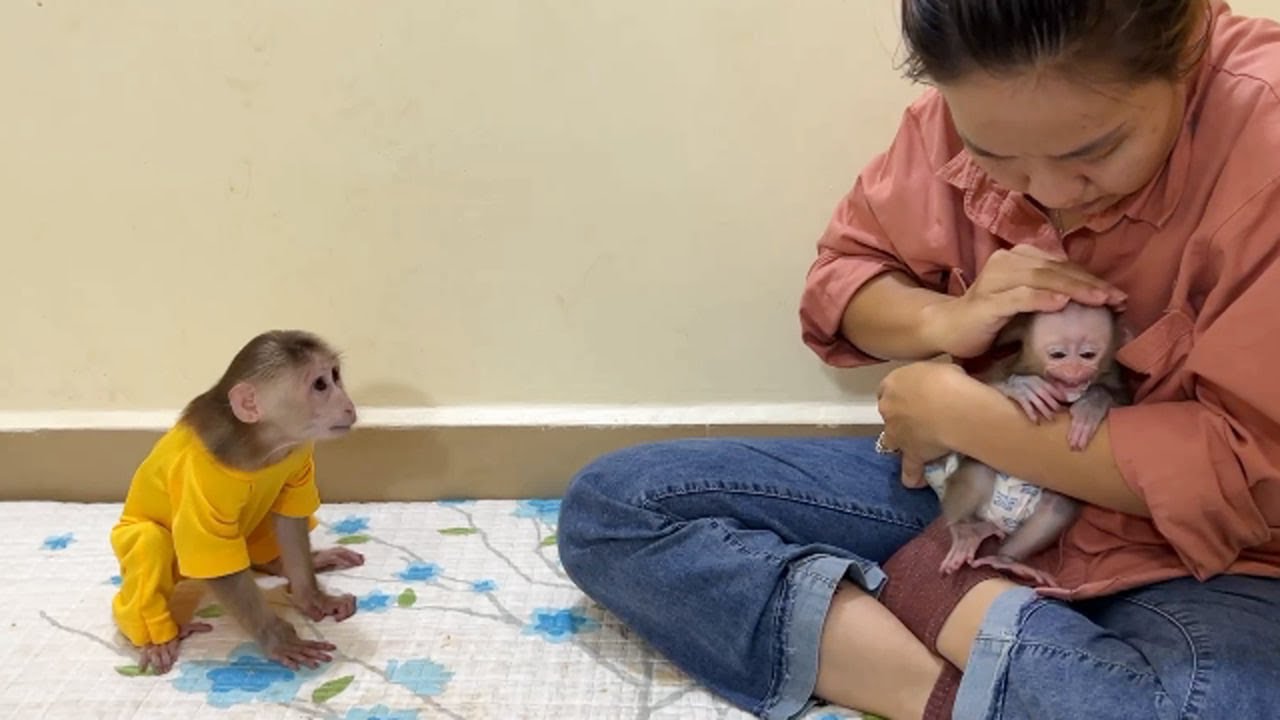 Pitiful Linda Ran Fast To Mom's Comfort While Pavpav B-ite Her