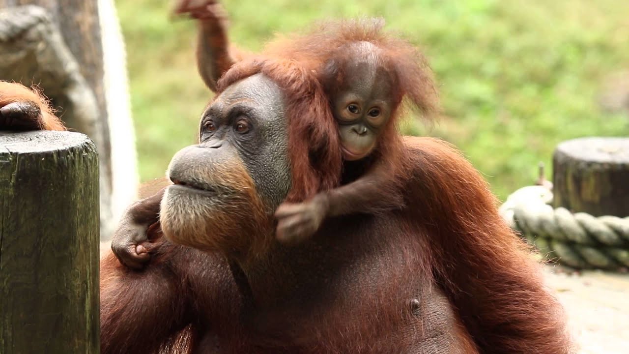 Introducing Orangutan Keju