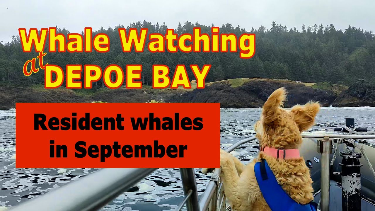 September Whale Watching on a Zodiac Boat @ Depoe Bay with Carrie Newell & Kida the dog