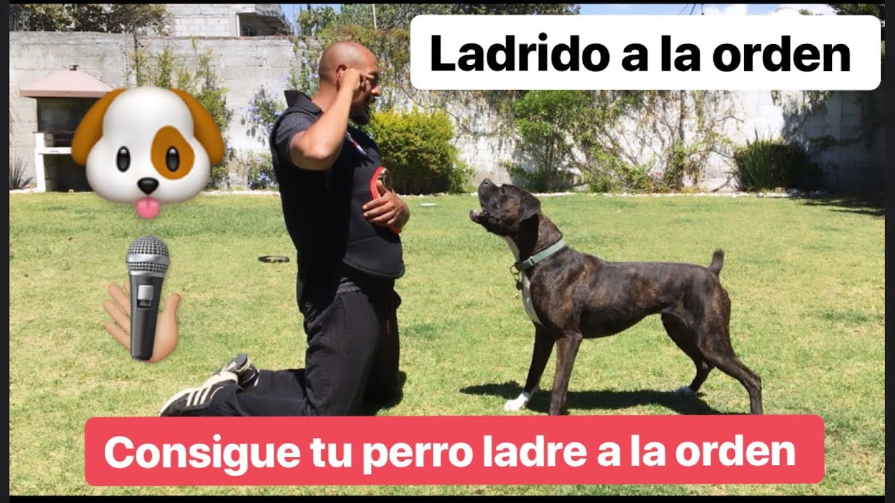 Cómo hacer ladrar a tu perro a la orden 🐶🎤🐕