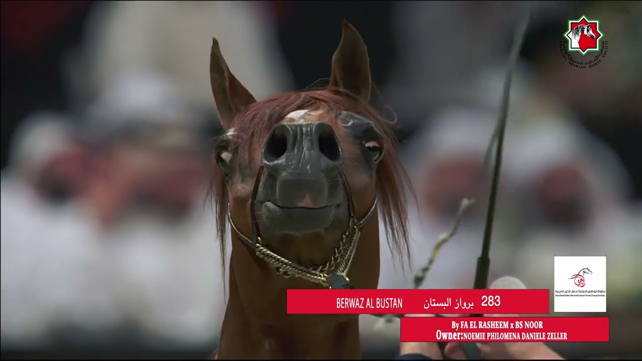 283 BERWAZ AL BUSTAN _ ABU DHABI INTERNATIONAL HORSE CHAMPIONSHIP  22 - 25 February  2024