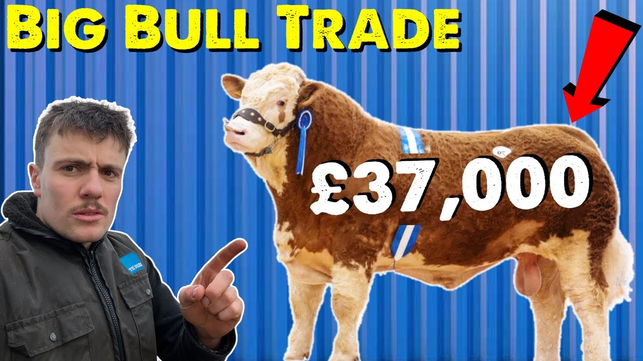 Bull Shopping | Missed Out On 3 Bulls