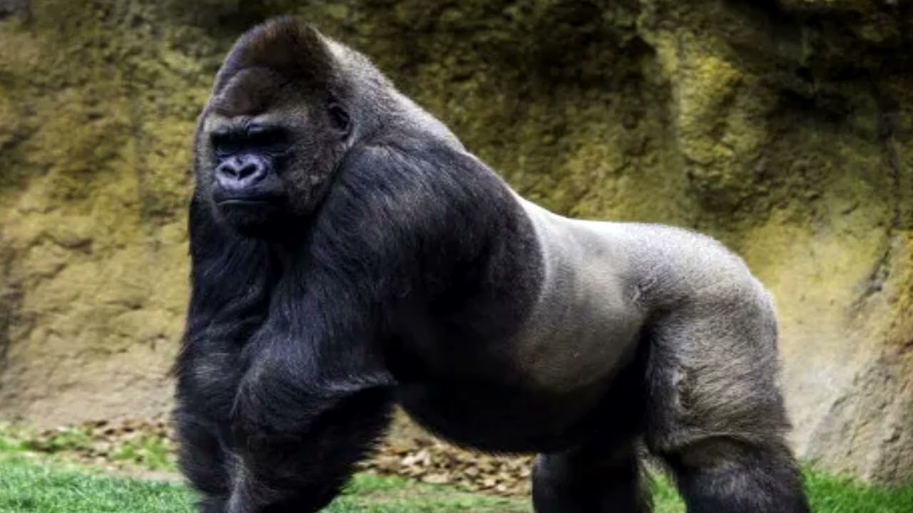 Sound Effects - Gorilla