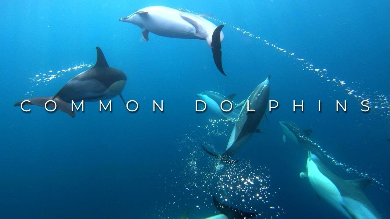 Common Dolphins big group | Azores Islands | Futurismo