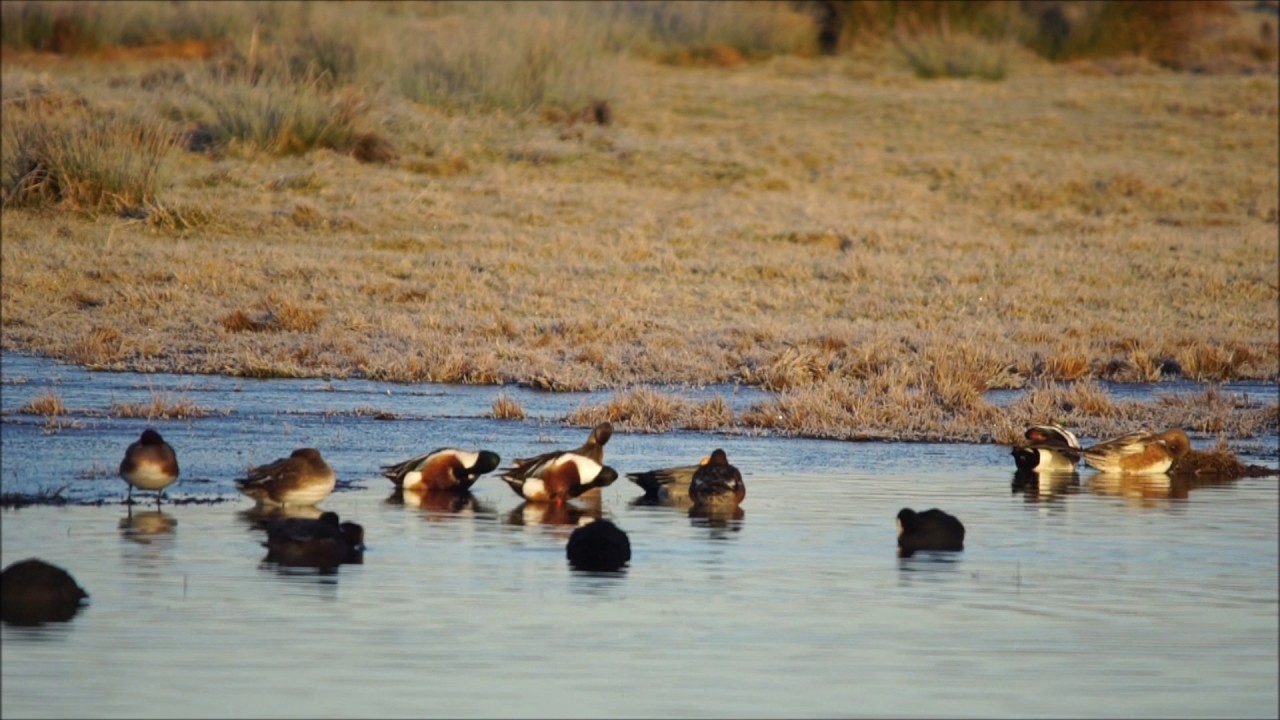 GE-Wetlands : De retour à Beauguillot + Vison Nocturne !! (décembre 2016)