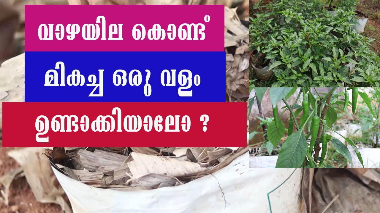 വാഴയില കൊണ്ട് മികച്ച ഒരു വളം ഉണ്ടാക്കിയാലോ ? | Manure from banana leaf