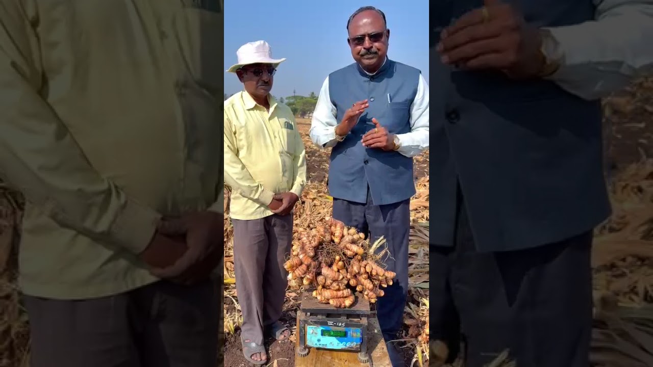 हळद काढणी करताना घ्यावयाची दक्षता, संपर्क 75 88 58 76 61 