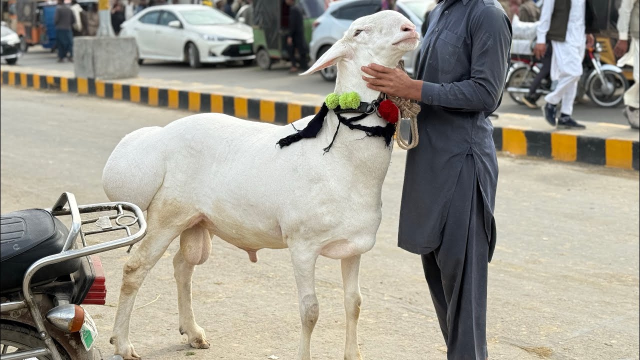Wednesday Update Lahore Bakra Mandi Makhi Chena Beetal Bakre Turkey Dumbe Qurbani 2026 Shahpur 