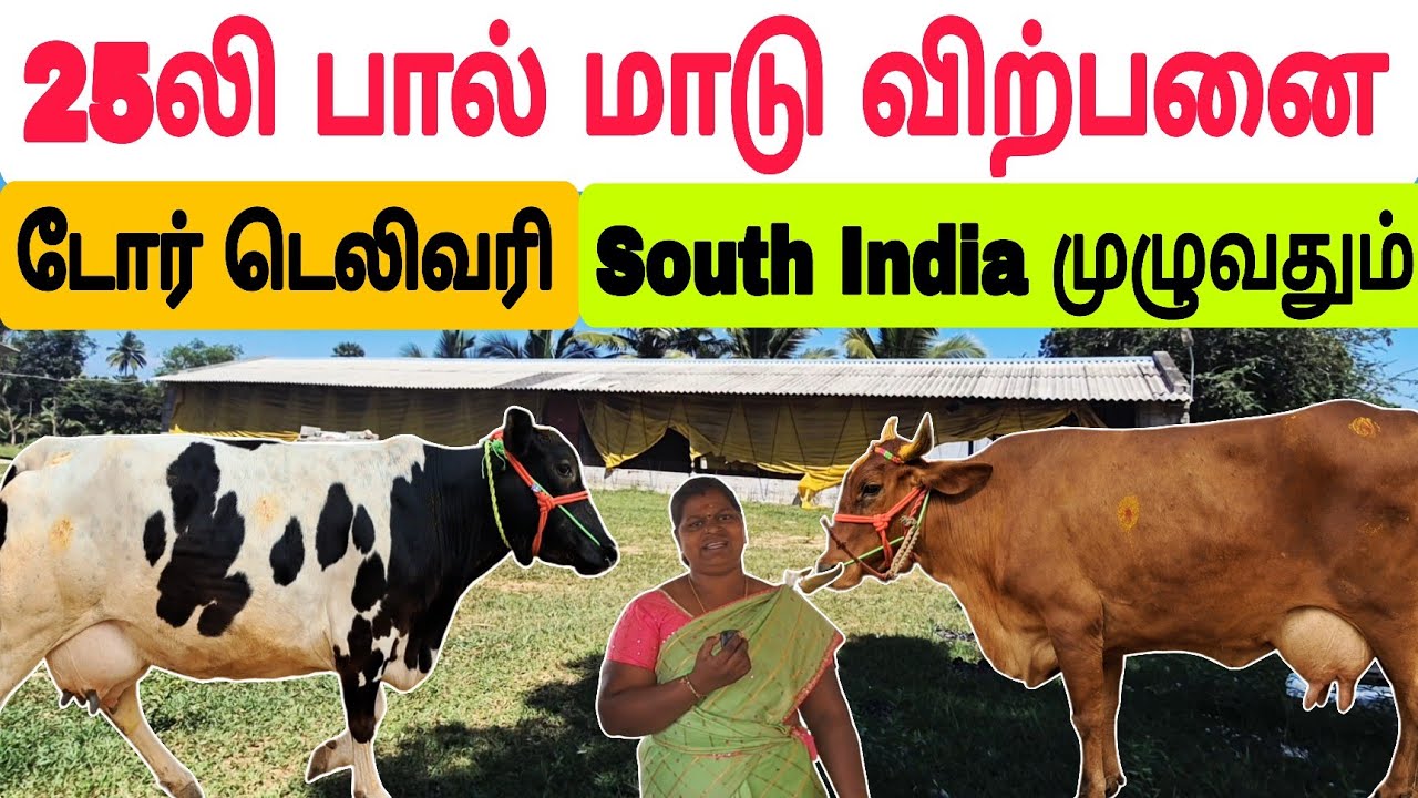 தமிழ்நாட்டில் யாரும் தர முடியாத குறைந்த விலையில் பால் மாடு விற்பனை #பசுமாடு #பால்மாடு #cow #cowsale 