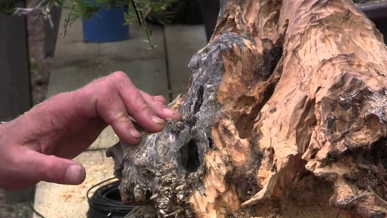 Kevin Willson - Olive Part 5