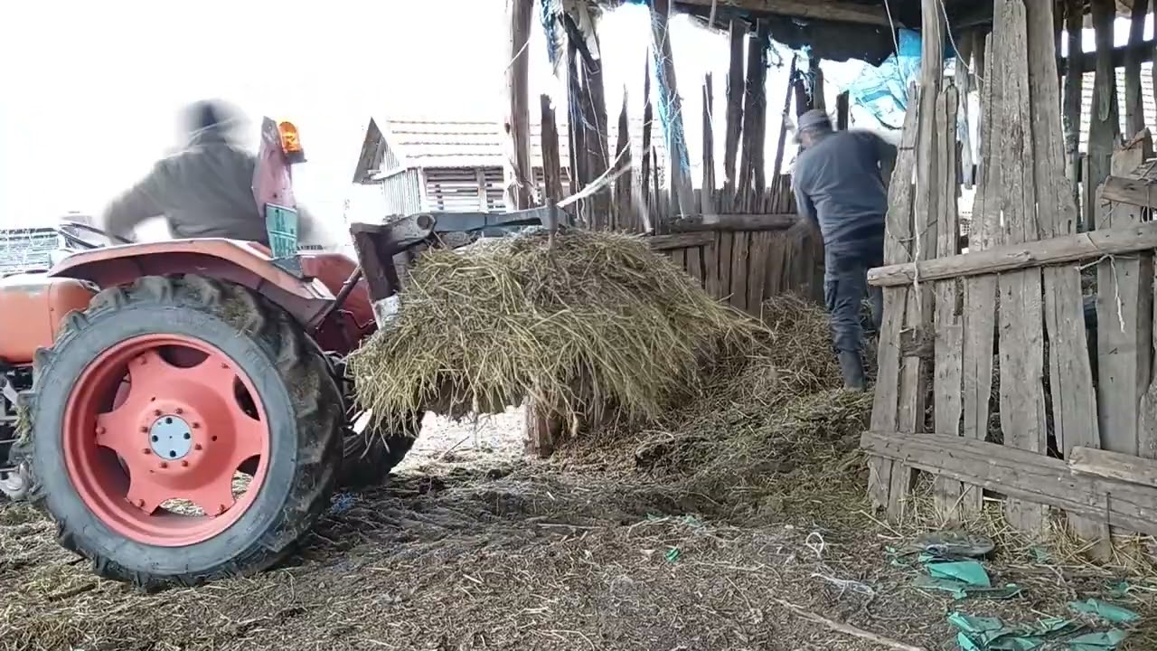 Ganézás traktoros trágyavillával | Zetor 2511 |
