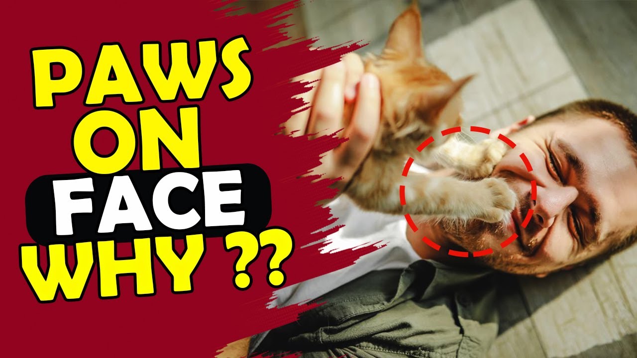 WHY DO CATS PUT THEIR PAW ON YOUR FACE ?