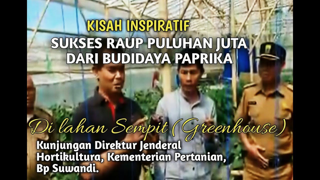 KISAH INSPIRASI Sukses Raup Puluhan Juta Rupiah Dari Budidaya PAPRIKA