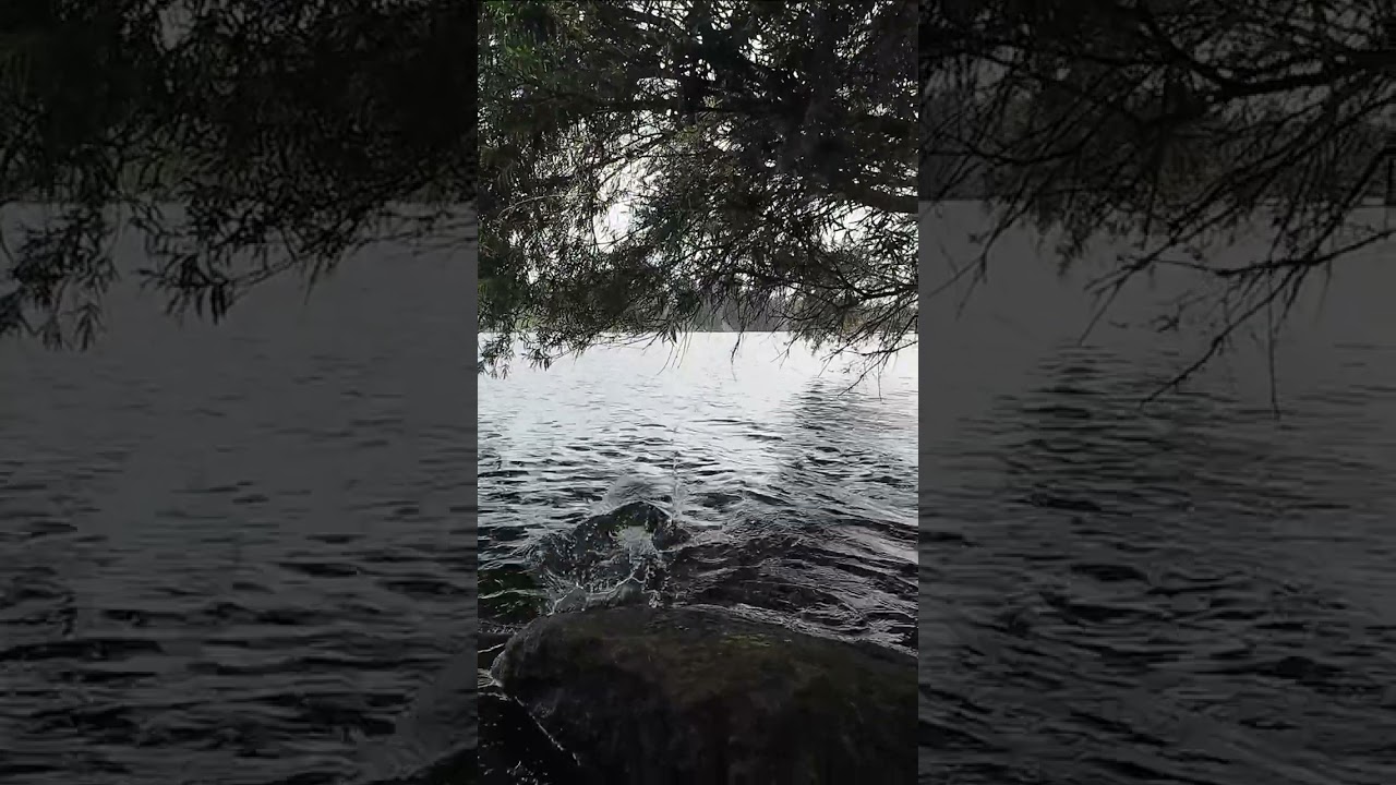 Giant Prehistoric Monster Lizard found at Nepean River, Penrith  🦖 