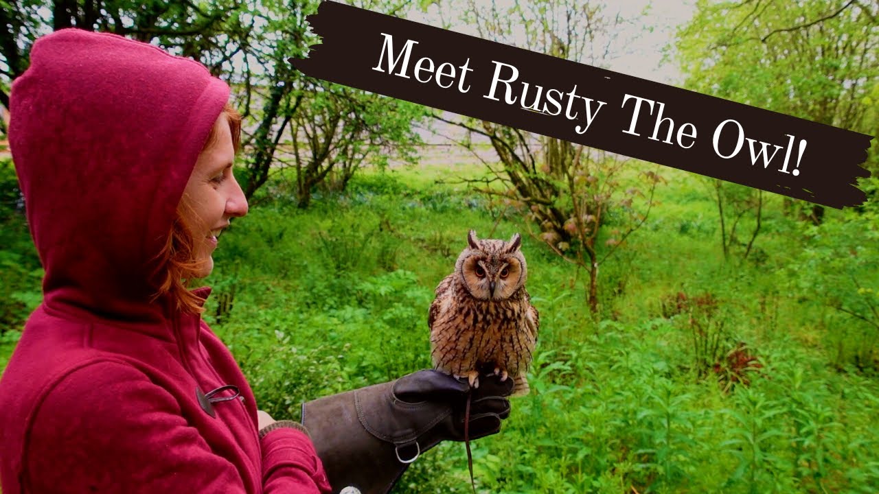 Meet Rusty The Long-Eared Owl | National Botanic Garden of Wales | Birds of Prey