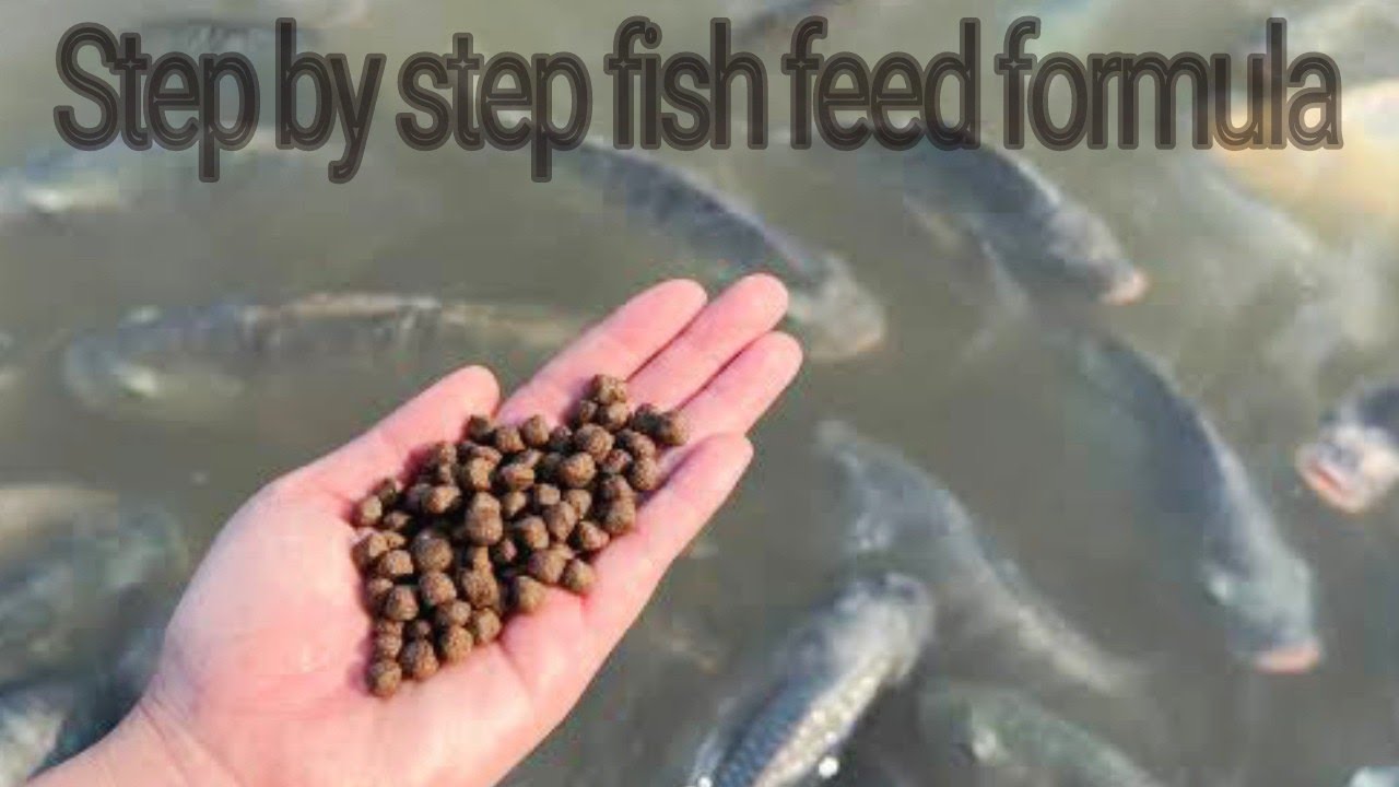 On firm 100kg step by step Tilapia Fish feed formula।