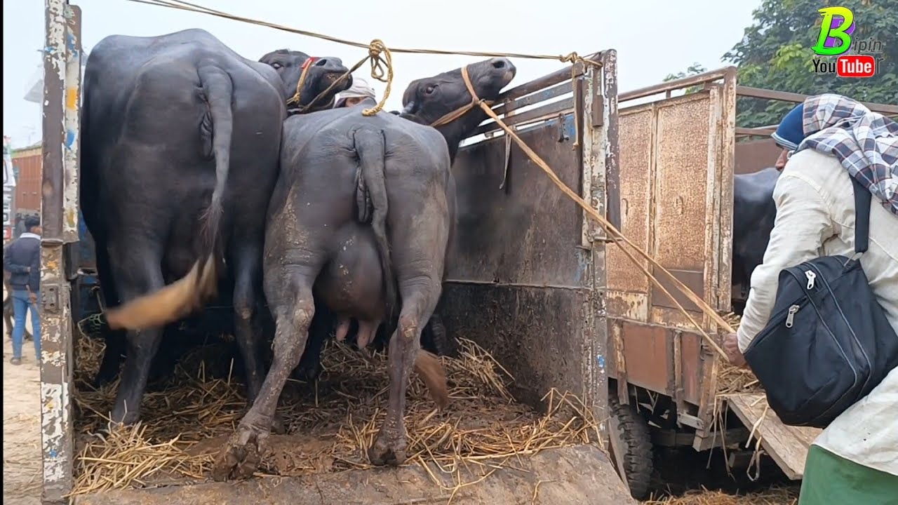 दिलदारनगर के पशु मंडी में रविवार के दिन गाभिन भैंस आ रही है बिकने के लिए | Biggest Buffalo Mandi
