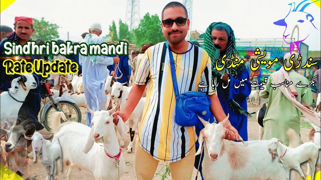 Sindhri Bakra Mandi | Alhumdulliha Soda hogaya | 16 May 2025 | brought baby GOATS for 2026 |