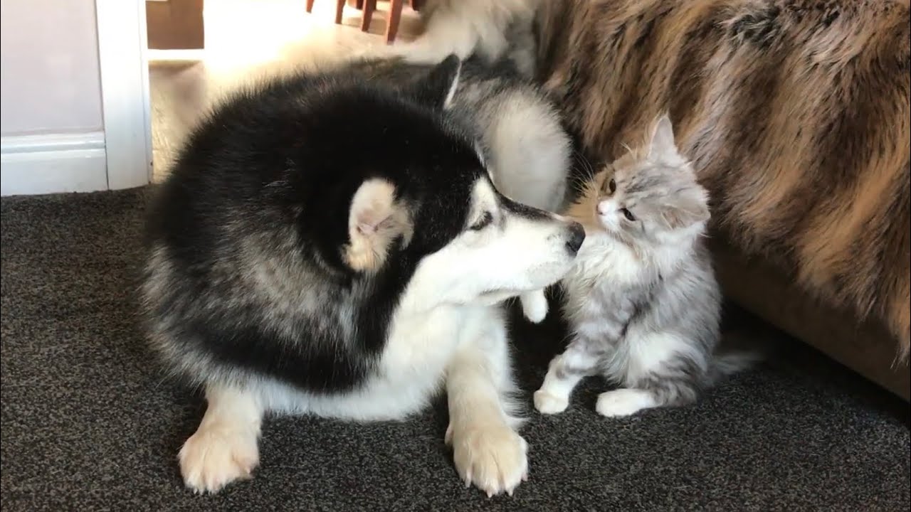 Life With Malamutes And A KITTEN!! Viewer Discretion Advised! (Battle Of The Fluffiest!!)