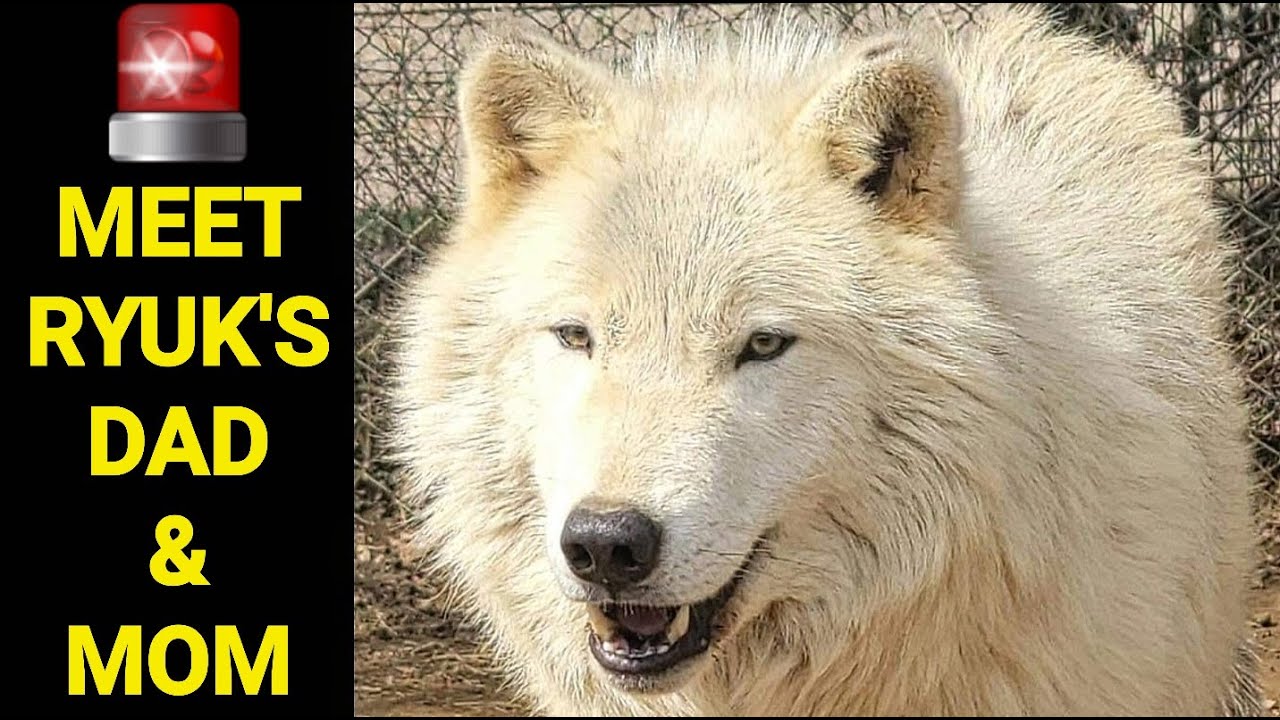 Meet RYUK's Parents Falcor & Loralei