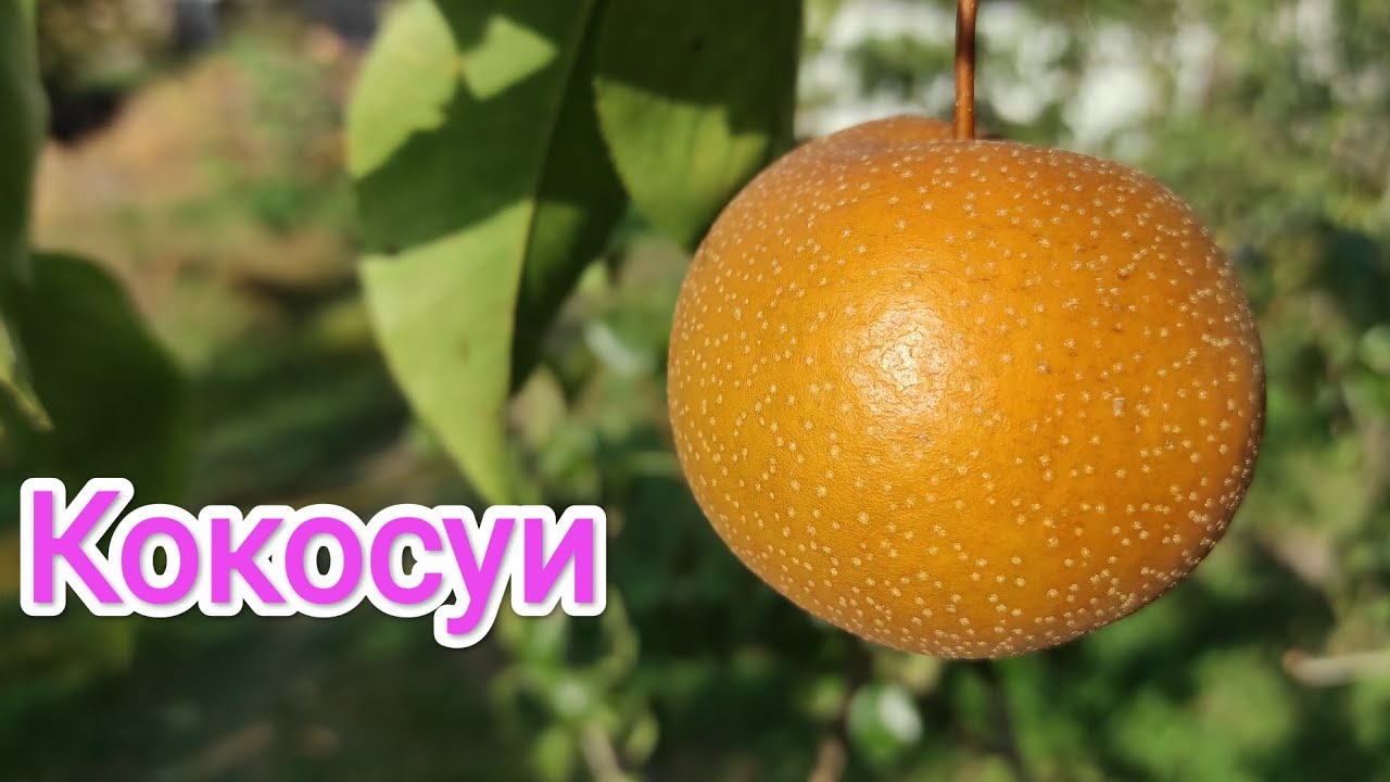Азиатская груша Кокосуи