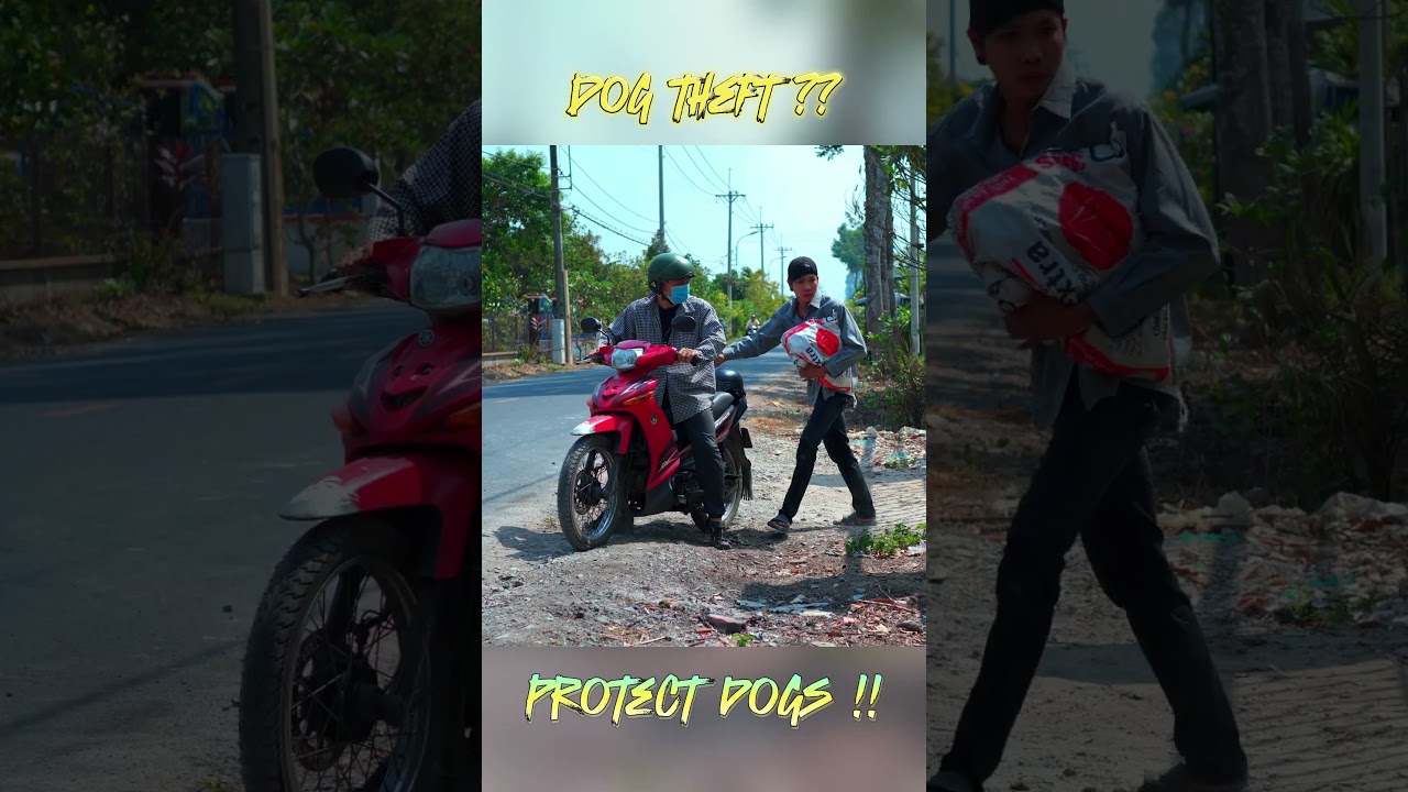 Dogs Theft| @ActionMovieVn #action #film #movie #kungfu #shorts