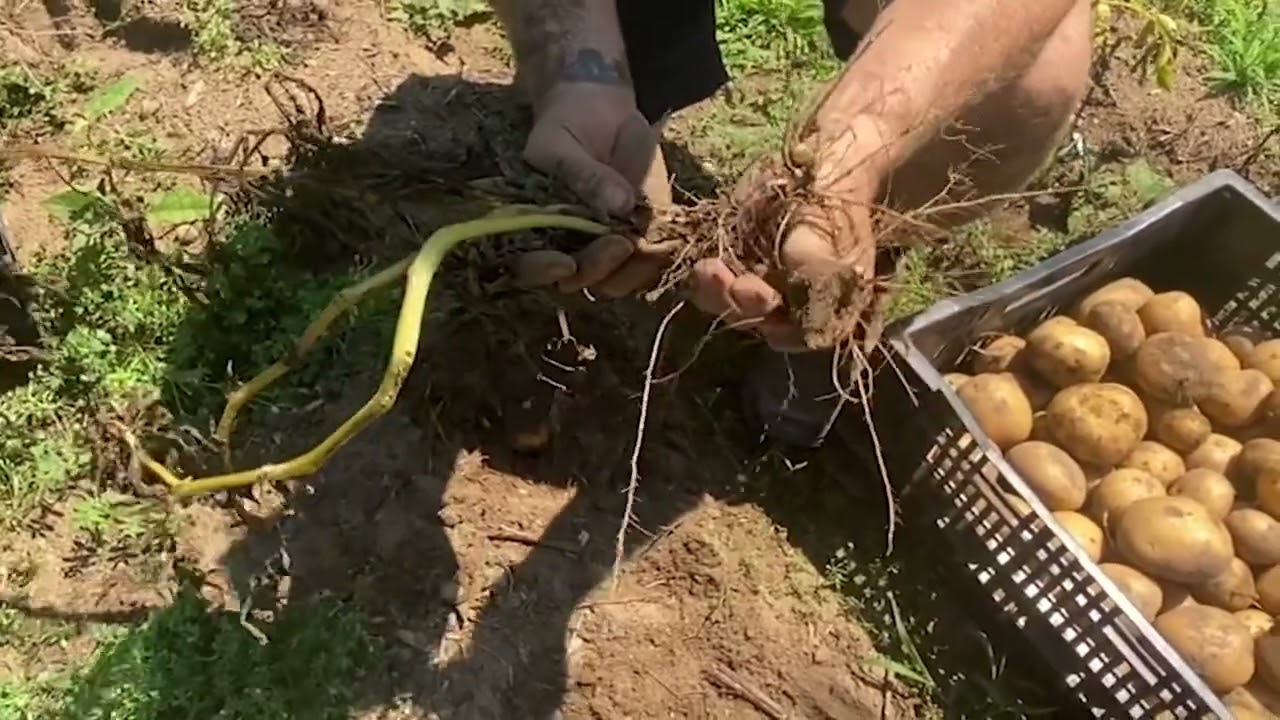 Harvesting Potato Garden by HAND ONLY!